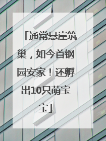 通常悬崖筑巢，如今首钢园安家！还孵出10只萌宝宝