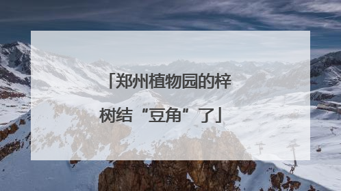 郑州植物园的梓树结“豆角”了