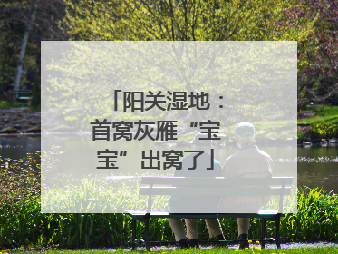 阳关湿地：首窝灰雁“宝宝”出窝了