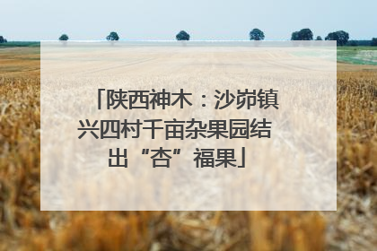 陕西神木：沙峁镇兴四村千亩杂果园结出“杏”福果