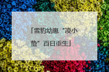 雪豹幼崽“凌小蛰”百日重生
