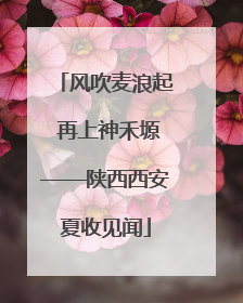风吹麦浪起 再上神禾塬——陕西西安夏收见闻
