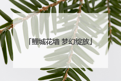 鲤城花墙 梦幻绽放